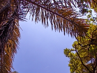 Ogród Botaniczny Lowveld Garden, las deszczowy